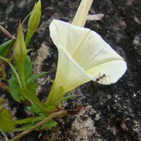 Xenostegia tridentata (L.) D.F.Austin & Staples
